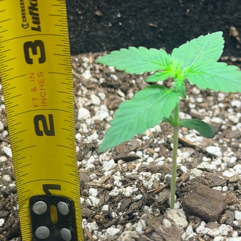 Northern Light Auto RQS growlog timeline photo