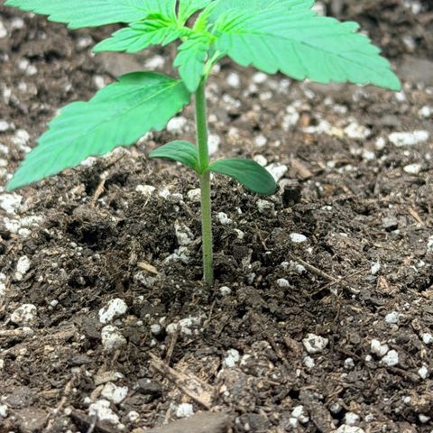 Northern Light Auto RQS growlog timeline photo