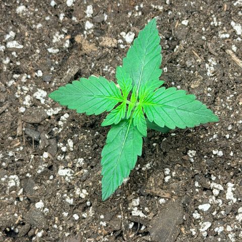 Northern Light Auto RQS growlog timeline photo