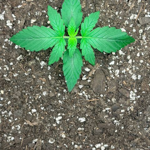 Northern Light Auto RQS growlog timeline photo