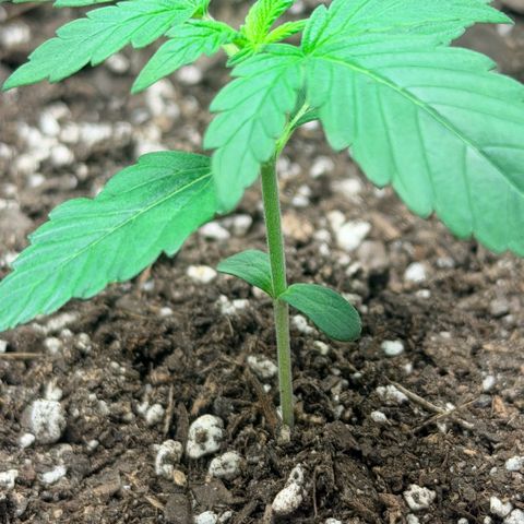 Northern Light Auto RQS growlog timeline photo