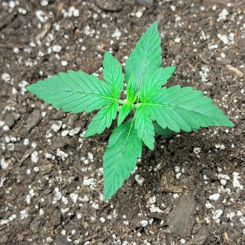 Northern Light Auto RQS growlog timeline photo