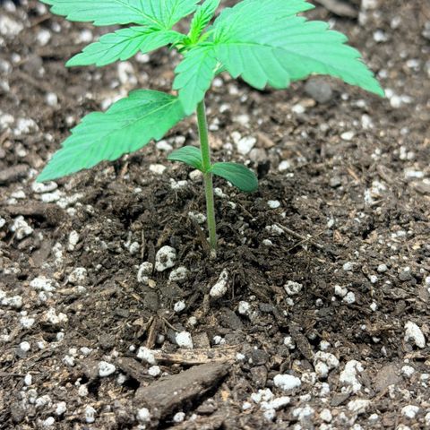Northern Light Auto RQS growlog timeline photo