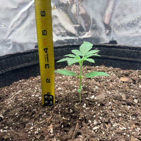 Northern Light Auto RQS growlog timeline photo
