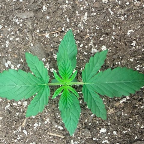 Northern Light Auto RQS growlog timeline photo