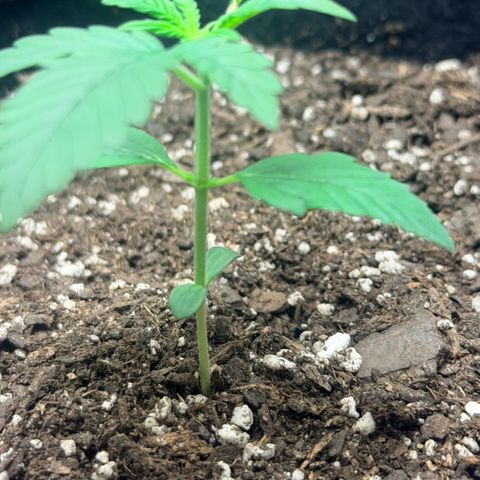 Northern Light Auto RQS growlog timeline photo