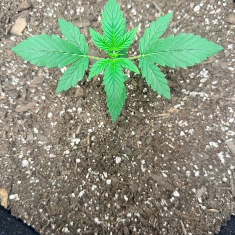 Northern Light Auto RQS growlog timeline photo