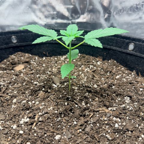 Northern Light Auto RQS growlog timeline photo