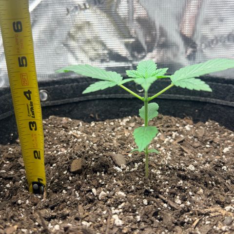 Northern Light Auto RQS growlog timeline photo
