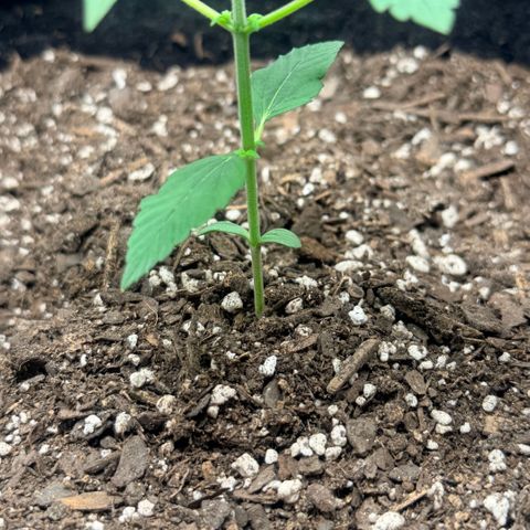 Northern Light Auto RQS growlog timeline photo