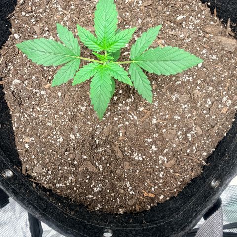 Northern Light Auto RQS growlog timeline photo
