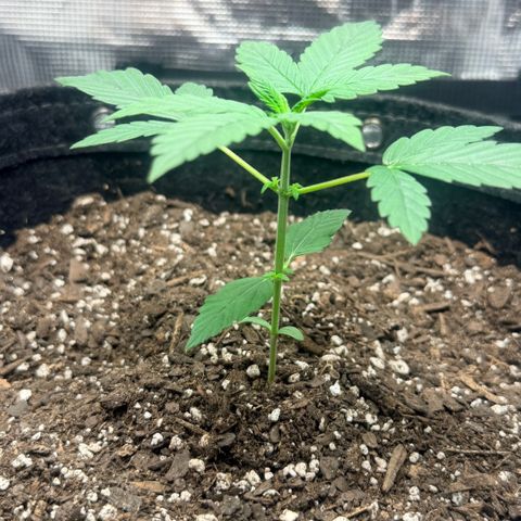 Northern Light Auto RQS growlog timeline photo