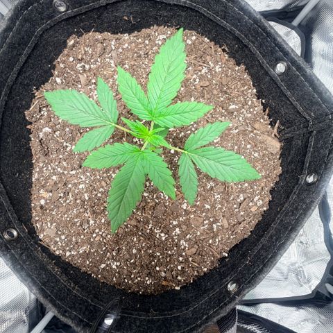 Northern Light Auto RQS growlog timeline photo