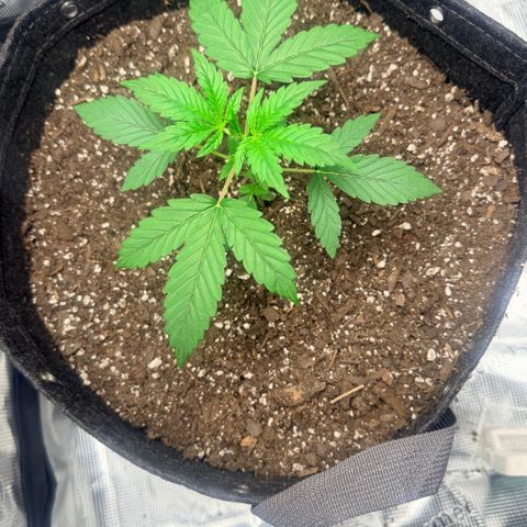 Northern Light Auto RQS growlog timeline photo