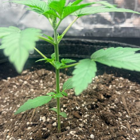 Northern Light Auto RQS growlog timeline photo