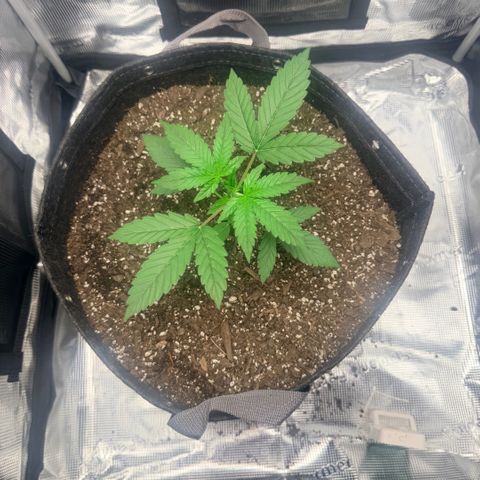 Northern Light Auto RQS growlog timeline photo