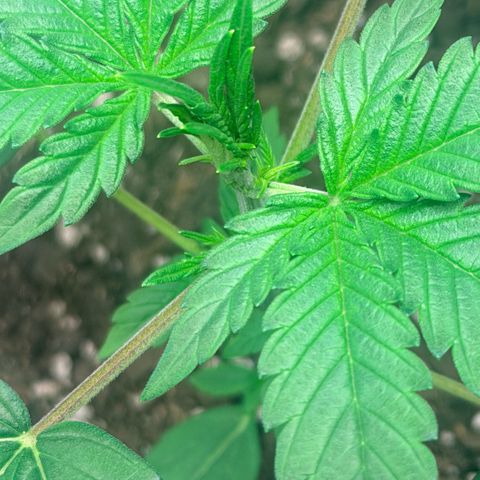 Northern Light Auto RQS growlog timeline photo