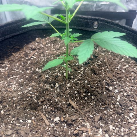 Northern Light Auto RQS growlog timeline photo
