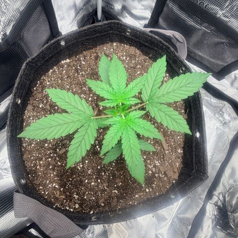 Northern Light Auto RQS growlog timeline photo