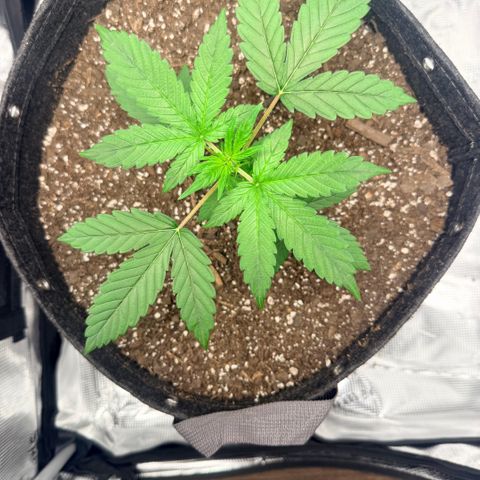 Northern Light Auto RQS growlog timeline photo