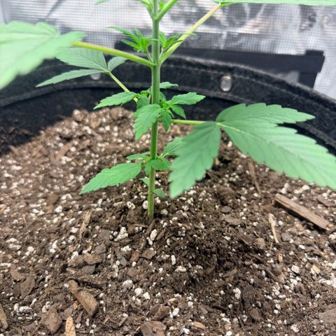 Northern Light Auto RQS growlog timeline photo