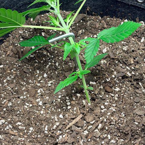 Northern Light Auto RQS growlog timeline photo