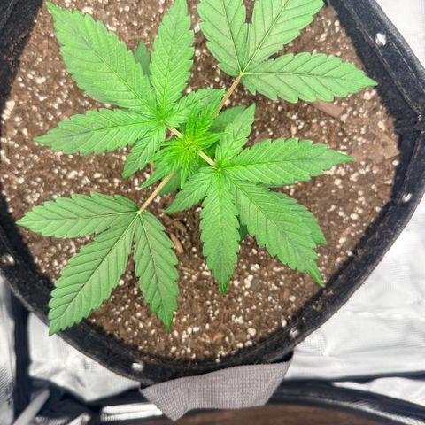 Northern Light Auto RQS growlog timeline photo