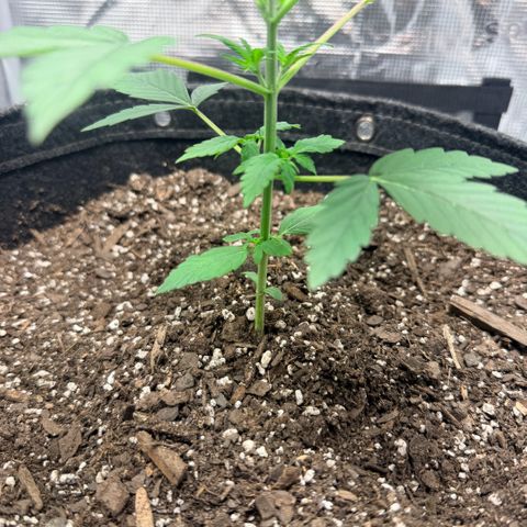 Northern Light Auto RQS growlog timeline photo