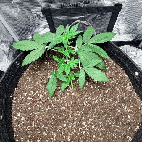 Northern Light Auto RQS growlog timeline photo