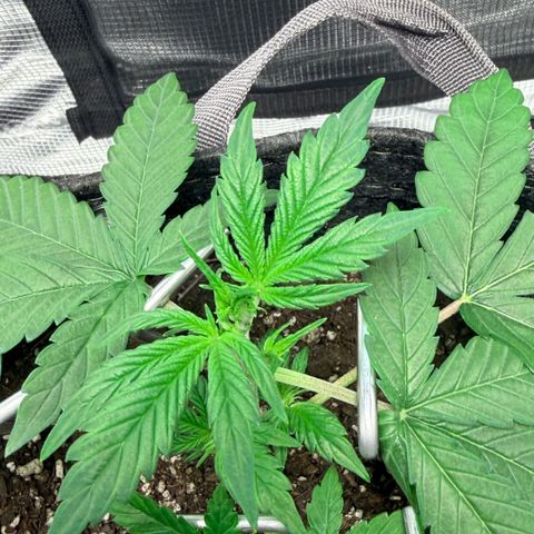 Northern Light Auto RQS growlog timeline photo