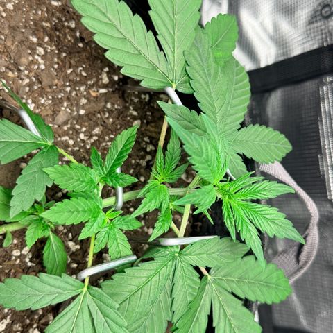 Northern Light Auto RQS growlog timeline photo