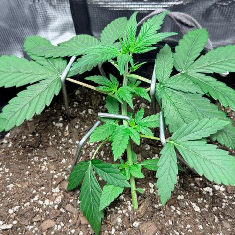 Northern Light Auto RQS growlog timeline photo