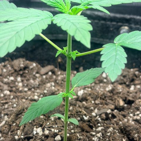 Northern Light Auto RQS growlog timeline photo