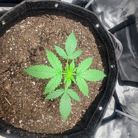 Northern Light Auto RQS growlog timeline photo