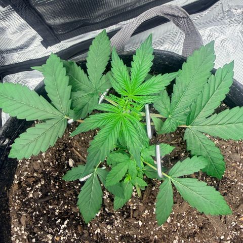 Northern Light Auto RQS growlog timeline photo