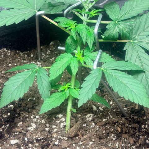 Northern Light Auto RQS growlog timeline photo