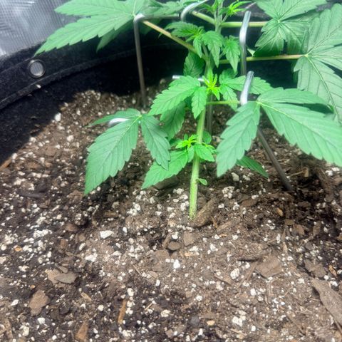 Northern Light Auto RQS growlog timeline photo