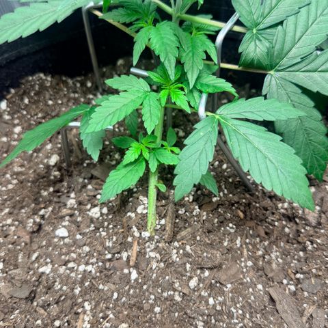 Northern Light Auto RQS growlog timeline photo