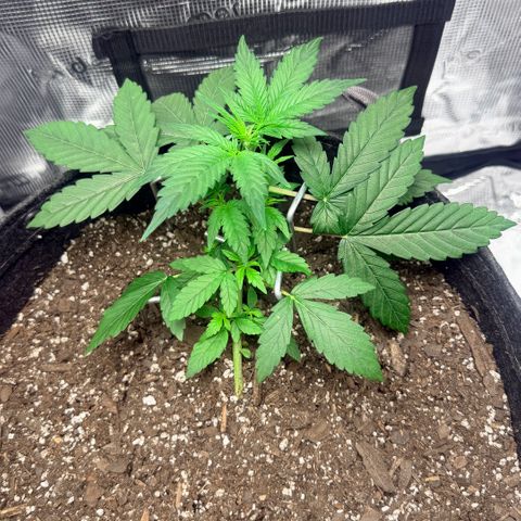 Northern Light Auto RQS growlog timeline photo