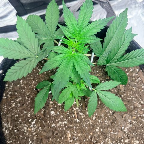 Northern Light Auto RQS growlog timeline photo