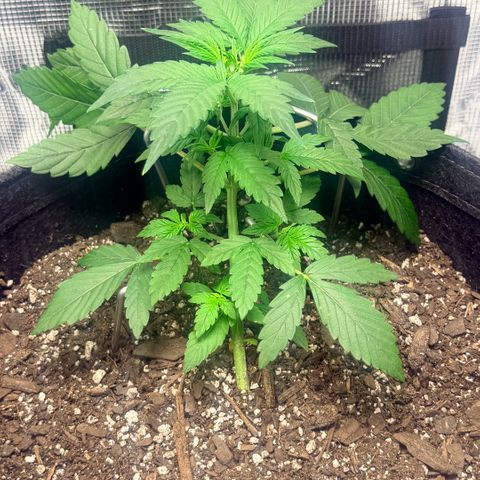 Northern Light Auto RQS growlog timeline photo