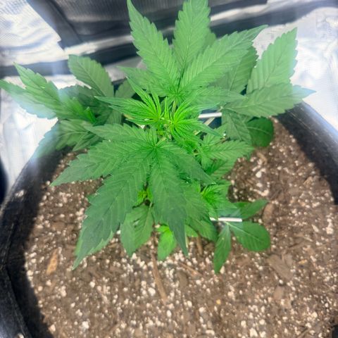 Northern Light Auto RQS growlog timeline photo