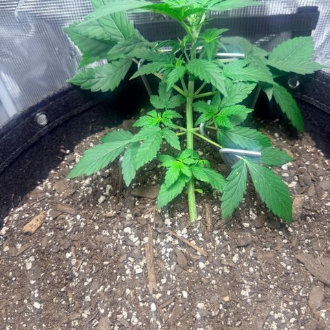 Northern Light Auto RQS growlog timeline photo