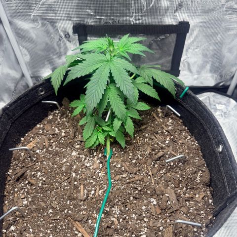 Northern Light Auto RQS growlog timeline photo