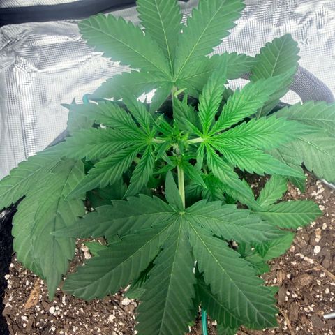 Northern Light Auto RQS growlog timeline photo