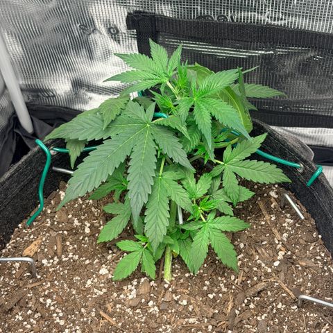 Northern Light Auto RQS growlog timeline photo