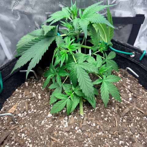 Northern Light Auto RQS growlog timeline photo