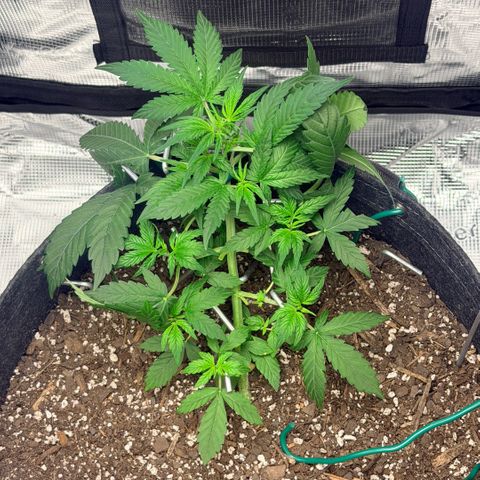 Northern Light Auto RQS growlog timeline photo