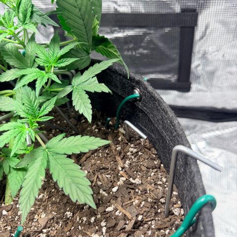 Northern Light Auto RQS growlog timeline photo