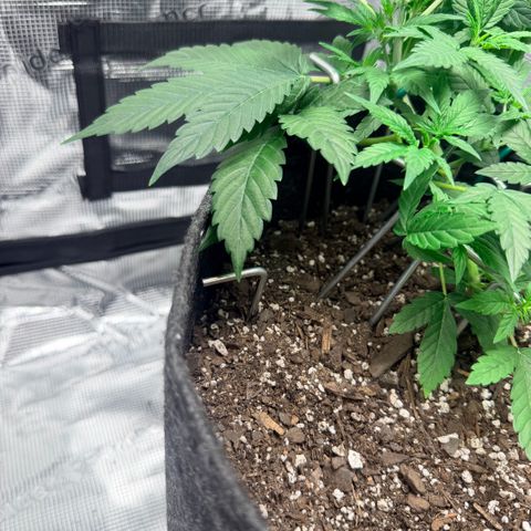 Northern Light Auto RQS growlog timeline photo